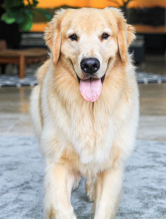 Apartment Complexes in Goodlettsville TN Autumn Chase